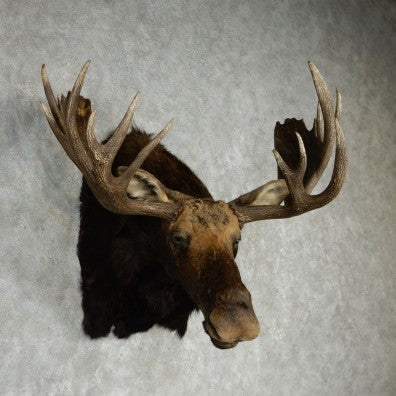 "Vincent" Alaskan Yukon Moose Head