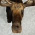"Vincent" Alaskan Yukon Moose Head